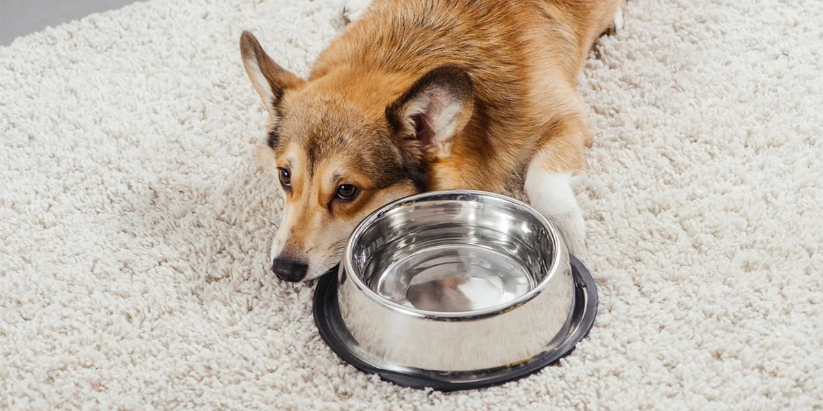 Evcil Hayvanlar için En İyi İçme Suyu Hangisi? Kedi ve Köpeklere Arıtılmış Su Verilir mi?